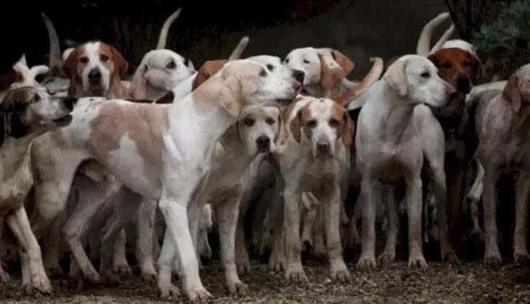 Teste visual com um grupo de cães de caça agrupados em uma área externa, em destaque um cão branco com manchas