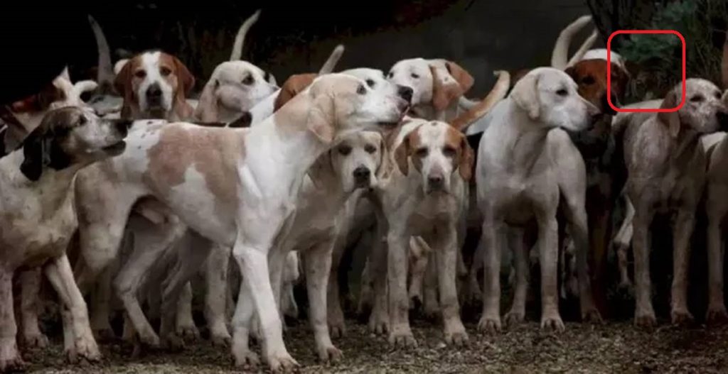 Solução do teste de QI com um grupo de cães de caça agrupados em uma área externa, em destaque um cão branco com manchas