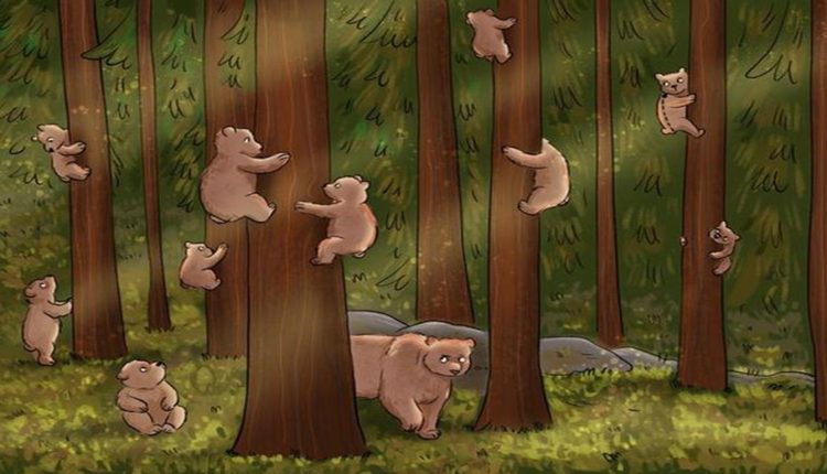 Teste visual com um desenho de ursos espalhados em uma floresta, alguns subindo em árvores, com um urso diferente no chão.