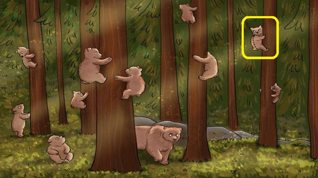 Solução do teste visual com um desenho de ursos espalhados em uma floresta, alguns subindo em árvores, com um urso diferente no chão.
