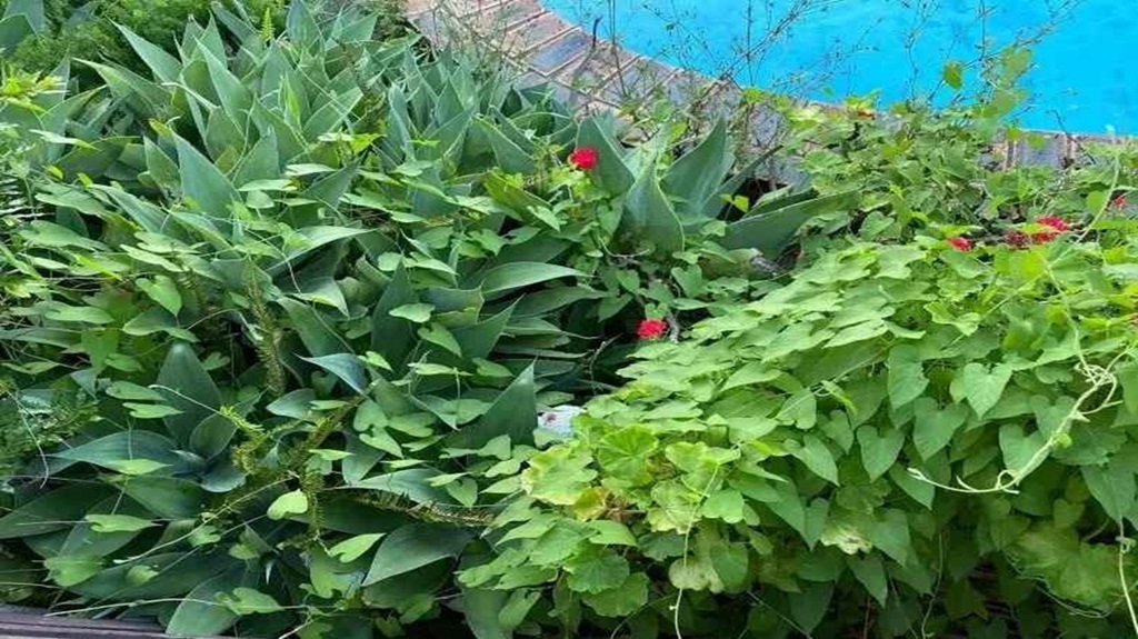 Imagem de uma vegetação densa com uma cobra camuflada entre as plantas.