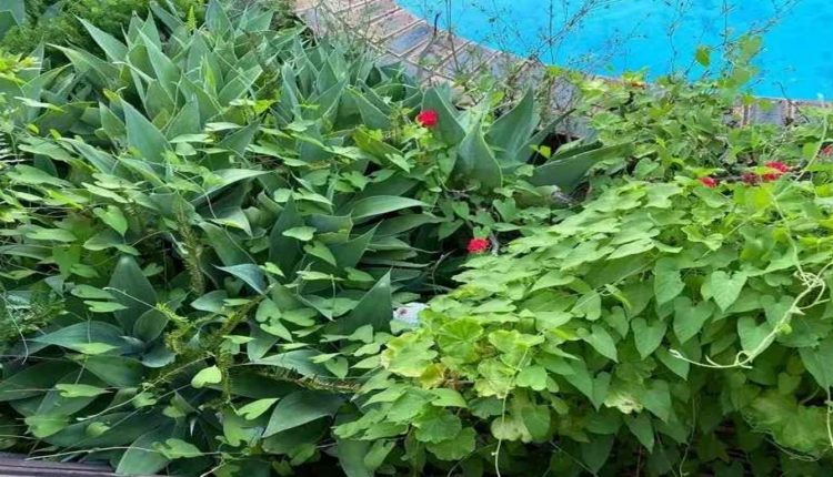 Desafio visual com uma imagem de uma vegetação densa com uma cobra camuflada entre as plantas.