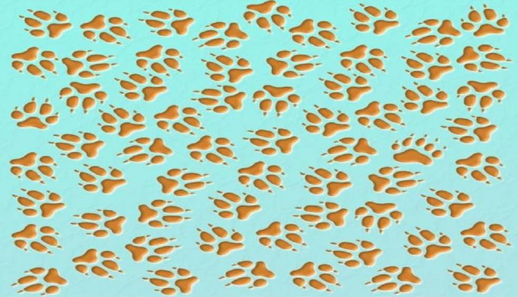 Desafio visual com várias pegadas de animal sobre fundo azul, criando um padrão repetido.