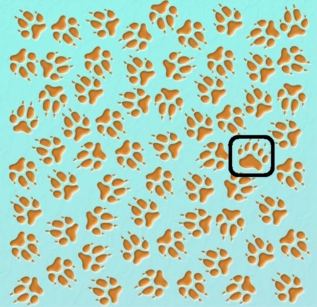 Desafio visual com várias pegadas de animal sobre fundo azul, criando um padrão repetido. Solução!