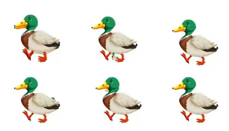 Teste de QI com vários patos caminhando, com destaque para um pato com um detalhe no corpo.