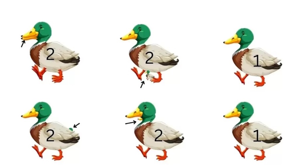 Solução do teste de QI com vários patos caminhando, com destaque para um pato com um detalhe no corpo.