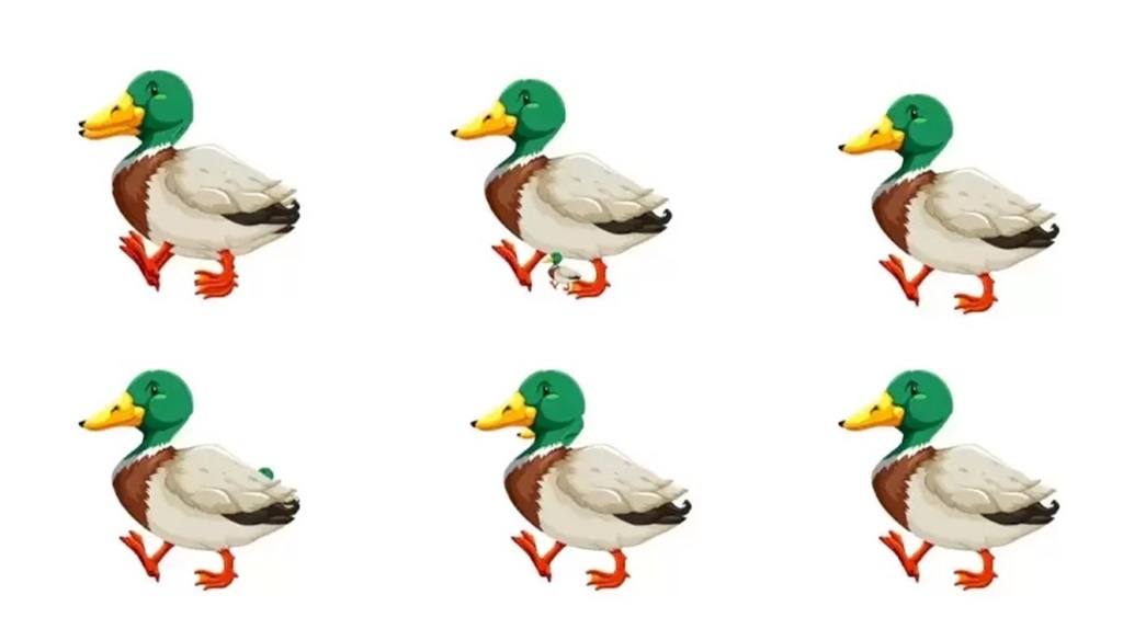 Imagem com vários patos caminhando, com destaque para um pato com um detalhe no corpo.