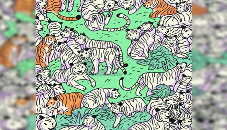 Teste visual com uma ilustração com tigres brancos e laranjas espalhados em um ambiente verde, onde uma zebra está escondida entre eles