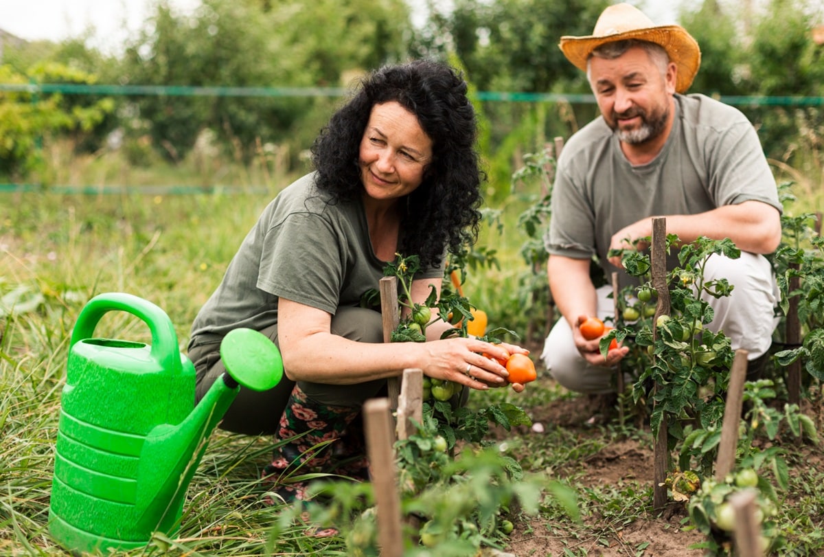Casal colhendo tomates frescos na horta, com foco no cuidado da plantação e trabalho manual.