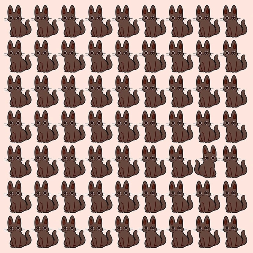 Desafio visual com vários gatos marrons e um intruso diferente escondido