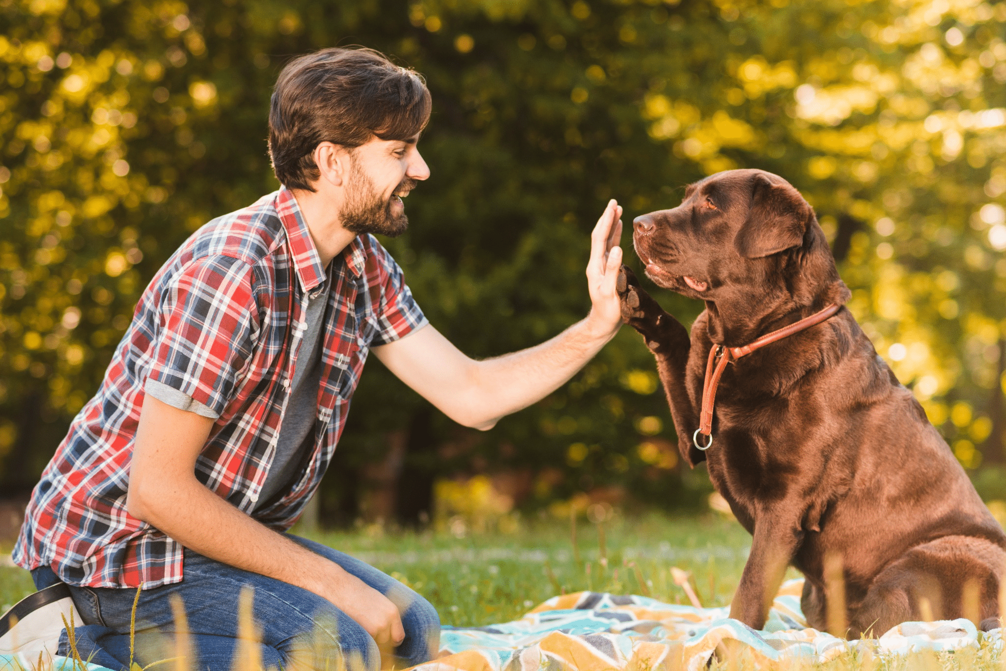 Homem e cachorro trocando um “high five” em um parque ensolarado.