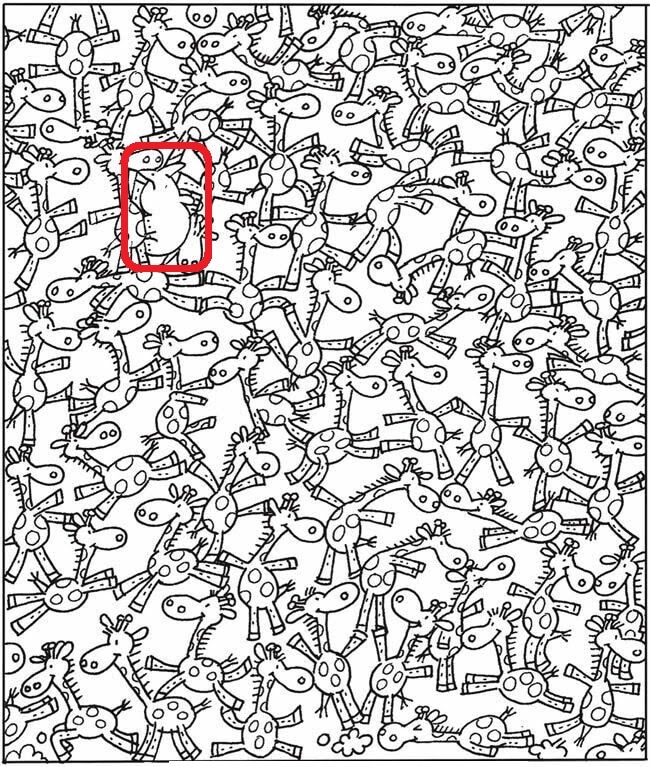 Teste visual com desenho em preto e branco com várias girafas e um rinoceronte escondido entre elas