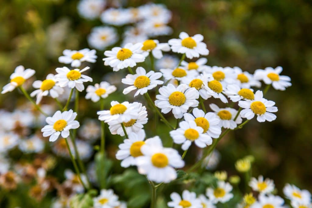 Margaridas brancas com miolo amarelo florescendo em meio ao verde do jardim.