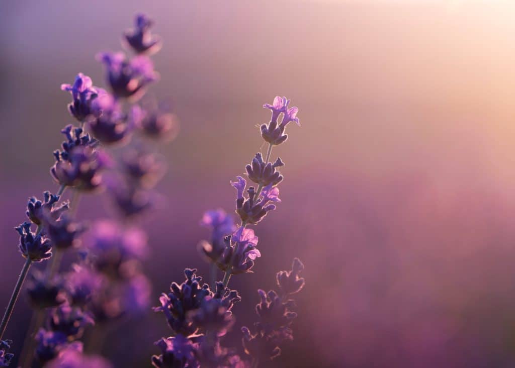 Lavanda florida em destaque com fundo roxo difuso ao pôr do sol