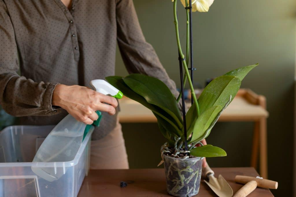 Pessoa regando orquídea com spray, ajudando a evitar o excesso de água na planta.