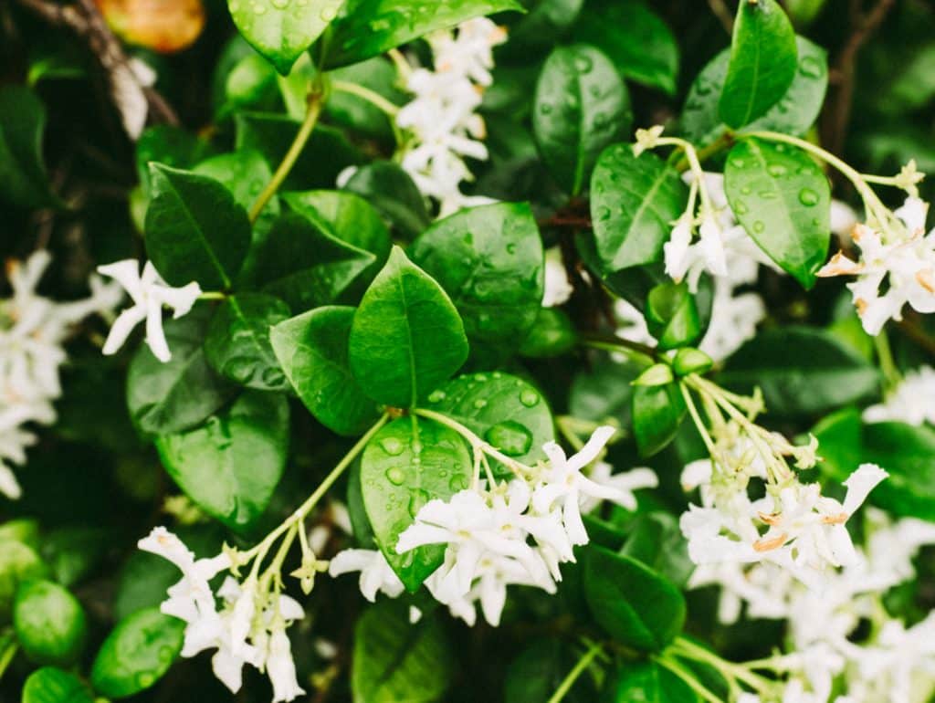 Folhas verdes e flores brancas de jasmim estrela cobertas por gotas de água