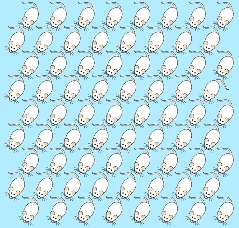 Desafio visual com desenho de vários ratos brancos alinhados sobre fundo azul claro, teste visual para achar diferença.