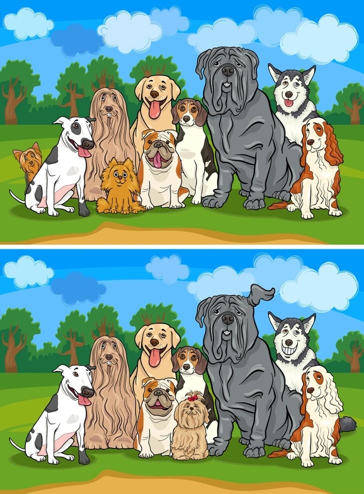 Teste de QI com duas imagens de diferentes raças de cachorros em um parque, lado a lado para jogo de encontrar diferenças.