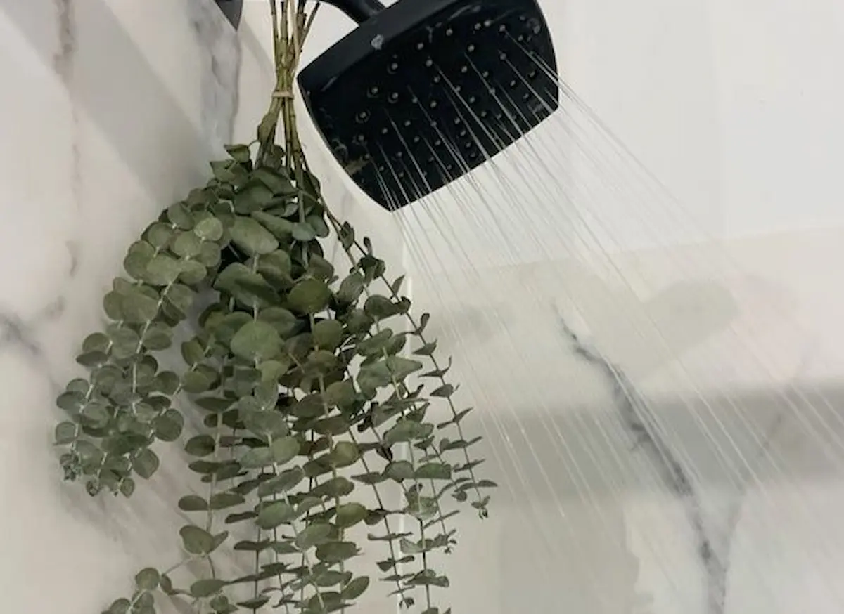 Planta sem necessidade de água, ideal para decorar o banheiro e perfumar o ambiente.