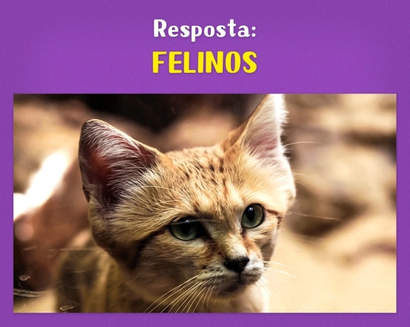 Teste de QI com letras embaralhadas N, I, E, O, S, F, L para formar nome de animal fofo que começa com F
