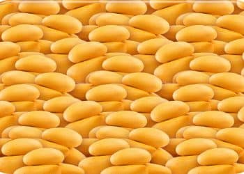 Desafio Visual com muitas batatas amarelas pequenas e ovais empilhadas lado a lado formando uma superfície contínua