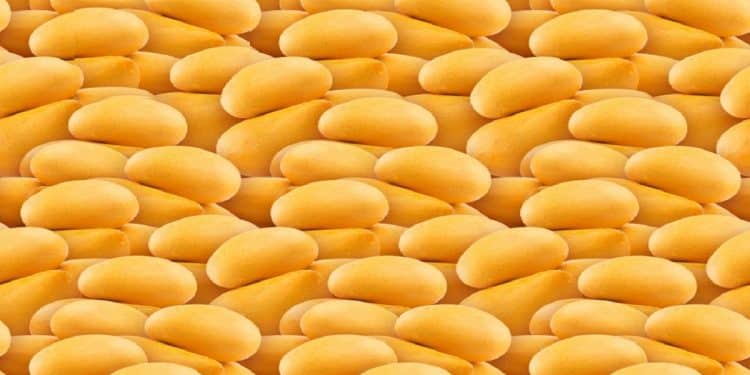 Desafio Visual com muitas batatas amarelas pequenas e ovais empilhadas lado a lado formando uma superfície contínua
