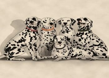 Desafio visual com cinco cães da raça dálmata com manchas pretas sobre pelagem branca, sentados juntos com coleiras coloridas