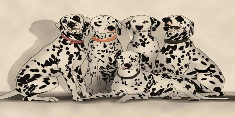 Desafio visual com cinco cães da raça dálmata com manchas pretas sobre pelagem branca, sentados juntos com coleiras coloridas