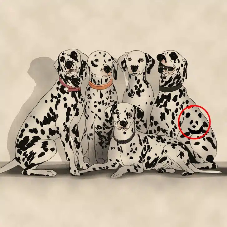 Desafio visual com cinco cães da raça dálmata com manchas pretas sobre pelagem branca, sentados juntos com coleiras coloridas