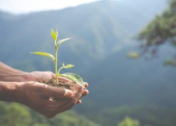 Mãos segurando muda de planta simbolizando sustentabilidade e meio ambiente tema do Enem 2025