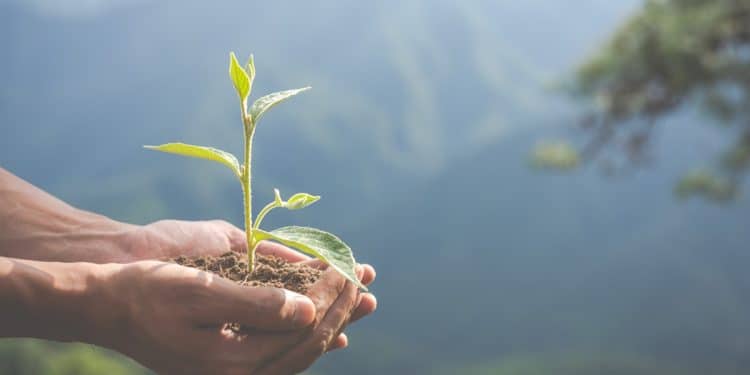Mãos segurando muda de planta simbolizando sustentabilidade e meio ambiente tema do Enem 2025