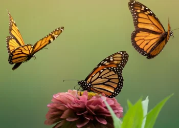 Panapaná de borboletas Monarca com três exemplares em pleno voo e um pousado em uma flor rosa desabrochada, destacando a polinização.