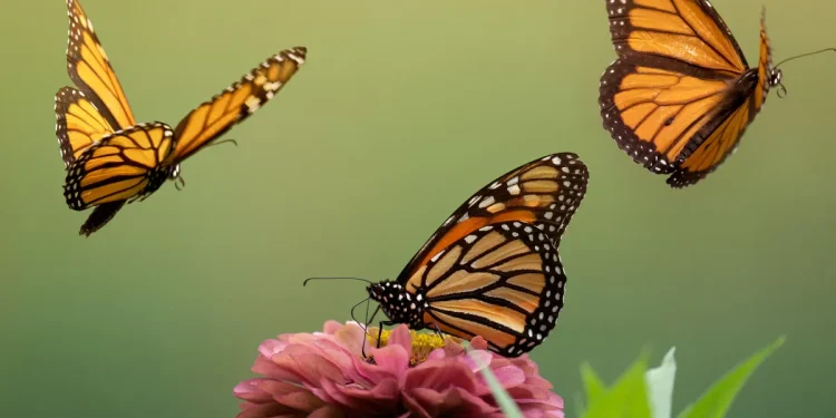 Panapaná de borboletas Monarca com três exemplares em pleno voo e um pousado em uma flor rosa desabrochada, destacando a polinização.