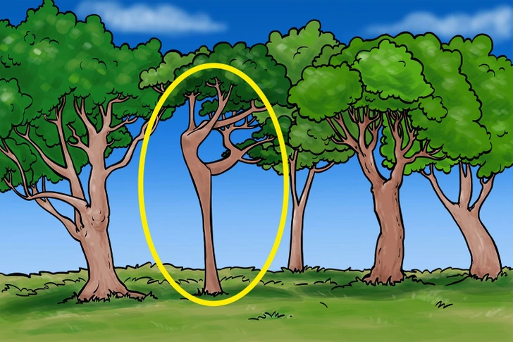 Teste visual com uma ilustração colorida de cinco árvores com copas verdes em campo gramado sob céu azul