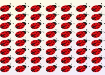 Teste visual com várias joaninhas-vermelhas com pontos pretos