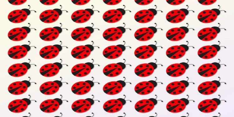 Teste visual com várias joaninhas-vermelhas com pontos pretos