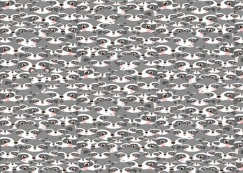 Teste visual com diversos guaxinins cinzas desenhados com olhos grandes