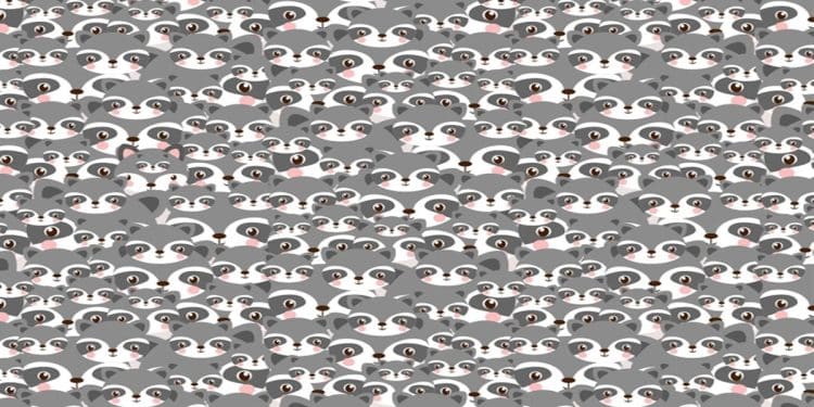 Teste visual com diversos guaxinins cinzas desenhados com olhos grandes