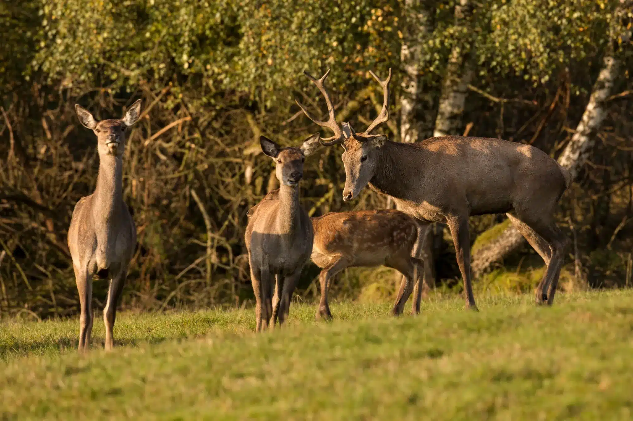 Grupo de cervos em campo com luz natural Um grupo de cervos com um macho com chifres, duas fêmeas e um filhote em um campo verde com árvores ao fundo