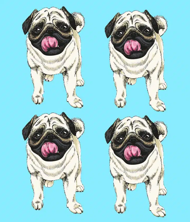 Encontre o PUG diferente entre os desenhos de quatro pugs. Teste visual com quatro ilustrações de cachorros da raça PUG com língua de fora em fundo azul