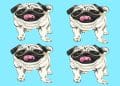 Teste visual com quatro ilustrações de cachorros da raça PUG com língua de fora em fundo azul