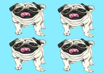 Teste visual com quatro ilustrações de cachorros da raça PUG com língua de fora em fundo azul