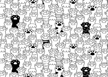 Desafio visual com uma ilustração em preto e branco com muitas patas e braços de gatos, algumas com pelagem preta