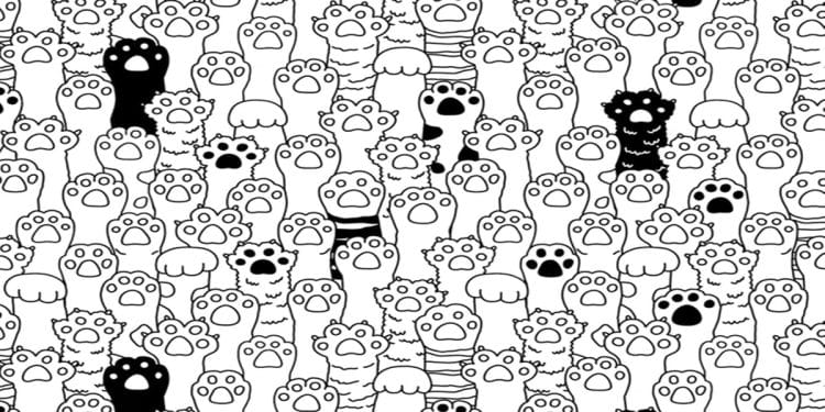 Desafio visual com uma ilustração em preto e branco com muitas patas e braços de gatos, algumas com pelagem preta