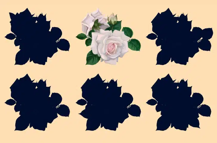 Desafio visual com desenho de rosas-brancas entre cinco silhuetas escuras em fundo bege