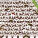 Teste visual com vários pandas parecidos e uma bola de futebol escondida