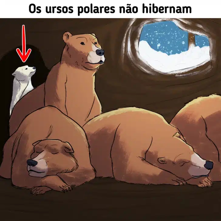 Teste sua atenção com três ursos marrons dormindo juntos e um urso polar acordado dentro de caverna com neve pela janela