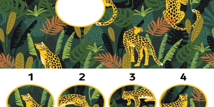 Teste de atenção com quatro onças com padrões amarelos e pretos camufladas em vegetação densa