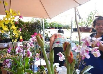 Microempreendedora trabalhando em um pequeno negócio de plantas, exemplo de atividade comum entre MEIs no Brasil