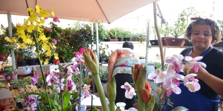 Microempreendedora trabalhando em um pequeno negócio de plantas, exemplo de atividade comum entre MEIs no Brasil